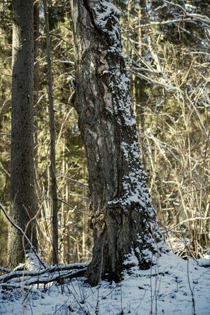 snow covered tree trunks and vegetation in abstract lush texture in winterの写真素材