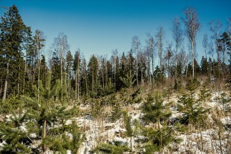 snow covered tree trunks and vegetation in abstract lush texture in winterの写真素材
