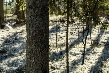 shadows under the trees in winter forest with low snow and green moss under