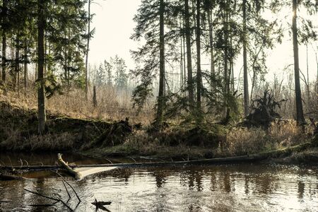 forest trees in sunny autumn day. abstract nature