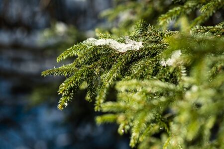 spruce tree leaves and pins in sunny winter covered with some snow and ice on blur background textureの写真素材