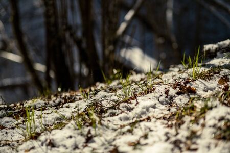 snow covered tree trunks and vegetation in abstract lush texture in winterの写真素材