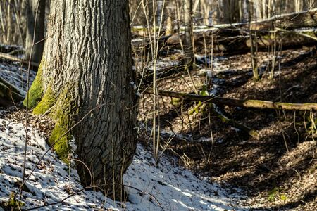 forest with old tree trunks and green vegetation in winter. messy lush of treesの写真素材