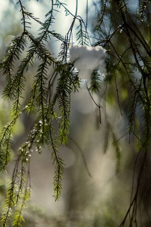 spruce tree leaves and pins in sunny winter covered with some snow and ice on blur background textureの写真素材