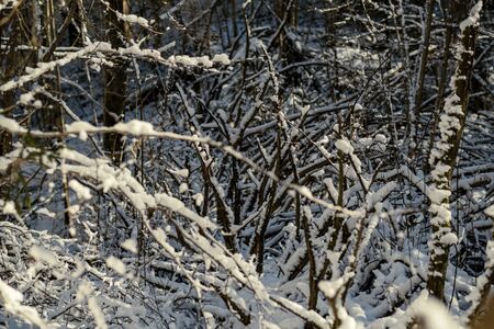snow covered tree trunks and vegetation in abstract lush texture in winterの写真素材