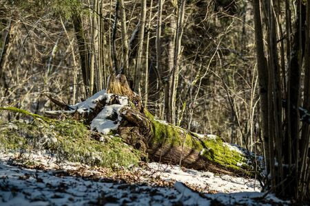 forest with old tree trunks and green vegetation in winter. messy lush of treesの写真素材