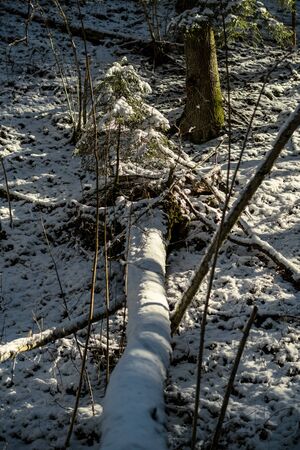 snow covered tree trunks and vegetation in abstract lush texture in winterの写真素材
