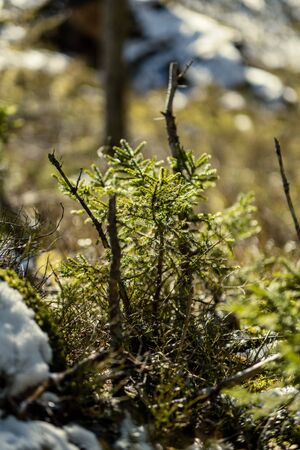 spruce tree leaves and pins in sunny winter covered with some snow and ice on blur background textureの写真素材