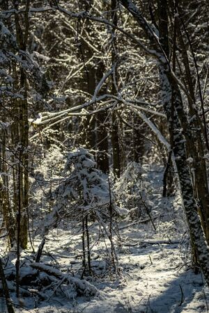 snow covered tree trunks and vegetation in abstract lush texture in winterの写真素材