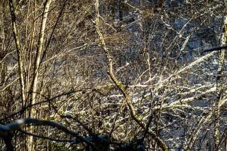 snow covered tree trunks and vegetation in abstract lush texture in winterの写真素材