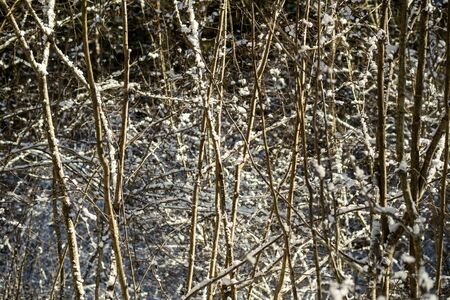 snow covered tree trunks and vegetation in abstract lush texture in winterの写真素材