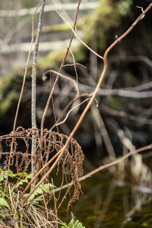nature abstract pattern texture with vegetation and small leaves on the groundの写真素材