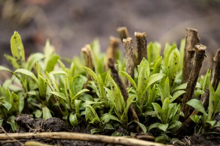 nature abstract pattern texture with vegetation and small leaves on the groundの写真素材