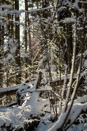 snow covered tree trunks and vegetation in abstract lush texture in winterの写真素材