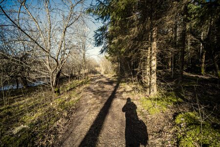 spring forest with green moss and sunshine rays and old treesの写真素材