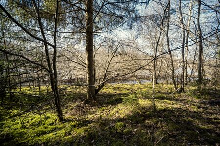 spring forest with green moss and sunshine rays and old treesの写真素材