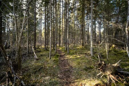 spring forest with green moss and sunshine rays and old treesの写真素材
