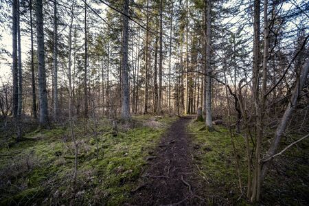 spring forest with green moss and sunshine rays and old treesの写真素材