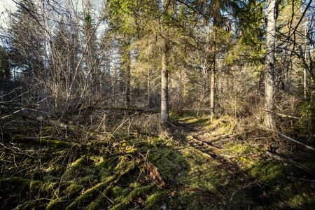 spring forest with green moss and sunshine rays and old treesの写真素材