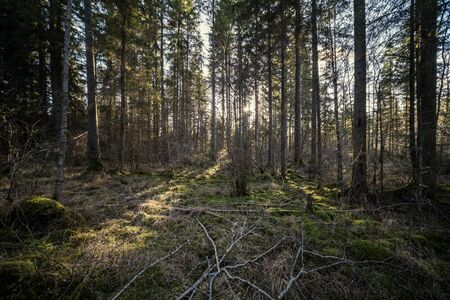 spring forest with green moss and sunshine rays and old treesの写真素材