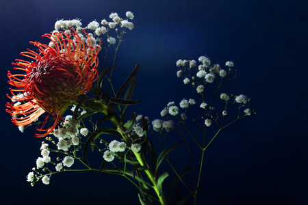 Moody floral shot of tropical flowers with multiple lights to create this shotの写真素材
