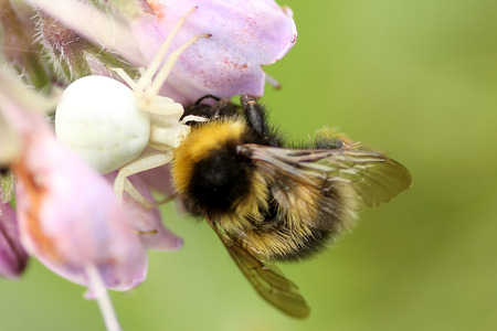 Bumblebee caught by Crab Spiderの写真素材