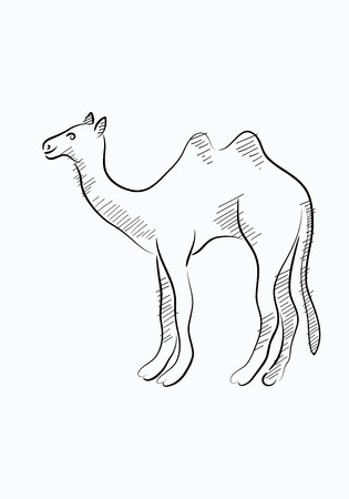 Camel sketchのイラスト素材