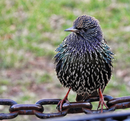 Starling (Sturnus vulgaris) sitting on a chainの写真素材