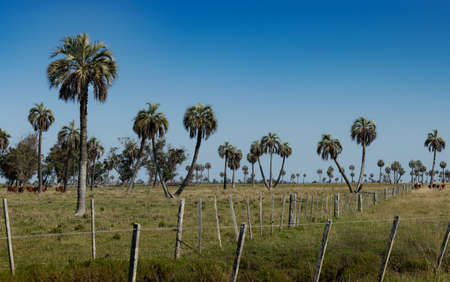 Palm trees and cows in the green fieldの写真素材