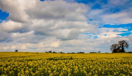 Ripon In Spring