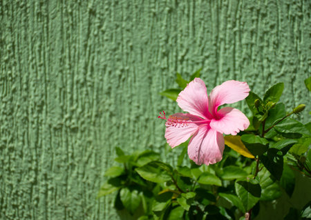 pink flower on rustic textured plaster wallの写真素材