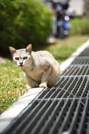 On alert!の写真素材