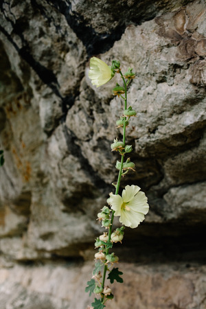 Blooming yellow mallow. Beautiful flowers of yellow mallow on the background of rocks