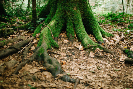 Moss covered tree roots and fallen leaves on the ground around. Fairy forest