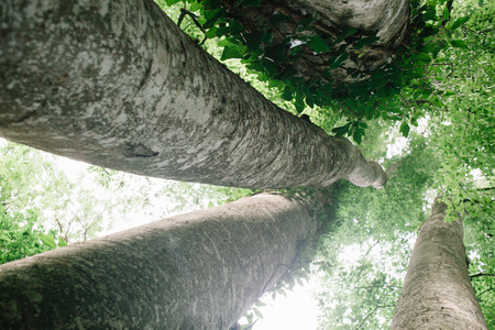 Looking up into tall beech trees in natural forest