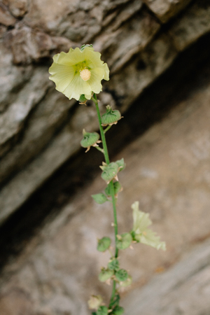 Blooming mallow. Beautiful flowers of yellow mallow on the background of rocksの写真素材