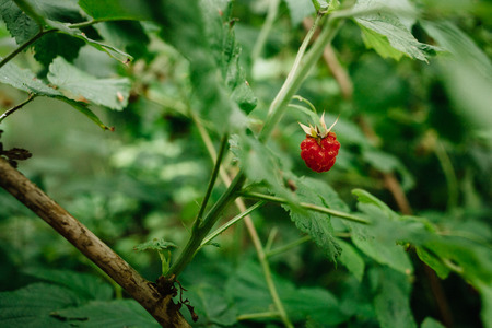 A single berry on a raspberry bush. Green foliage in bokeh