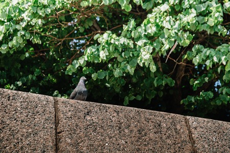 City Dove on the parapet of the embankment on the background of trees