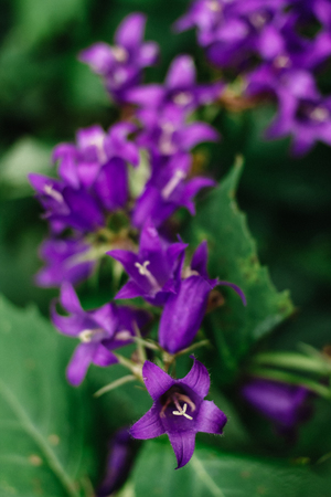 Inflorescence blue bells on a green background in the forest.の写真素材