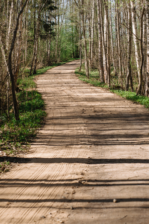 Country road through a spring birch forest with sand coverの写真素材