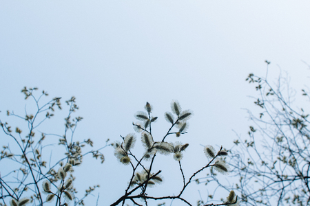Blooming willow in the park, against the background of the spring evening blue sky with cope spaceの写真素材