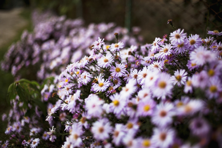 Summer flower bed with blooming purple daisies with a small depth of field and bokehの写真素材