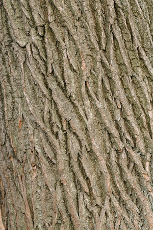 The texture of the bark of an old tree with a green shade slightly overgrown with mossの写真素材