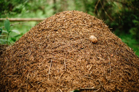 A giant anthill built by a forest ant. Murovenik in the coniferous forestの写真素材