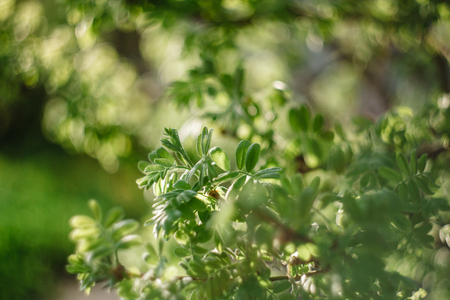 Fresh new green leaves glowing in the sun on a spring morningの写真素材