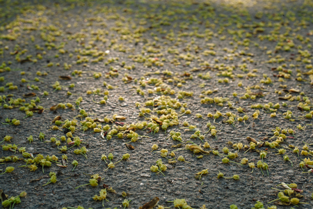 Fallen withered linden flowers on the ground in spring. View from above. Asphalt texture backgroundの写真素材
