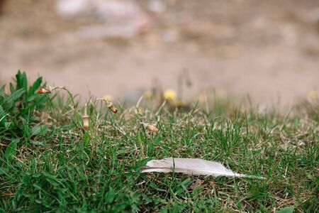A feather of a seagull with dew drops lies in the green grass with closed dandelion buds and there...