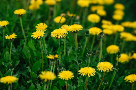 Spring background of flowering yellow dandelion meadowの写真素材