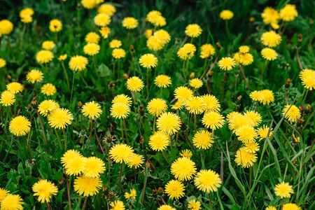 Spring background of flowering yellow dandelion meadowの写真素材
