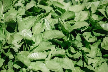 Green bush Hosta leaf. Nature background image. Beautiful. An ornamental plant for landscaping park and garden designの写真素材